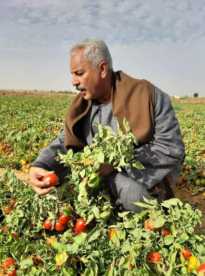 نقيب الفلاحين: كل ثمار الطماطم امنه ولا علاقة لها بغش التقاوي