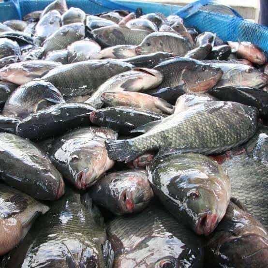 السبت 20 يوليو 2024.. أسعار الأسماك بسوق العبور للجملة اليوم