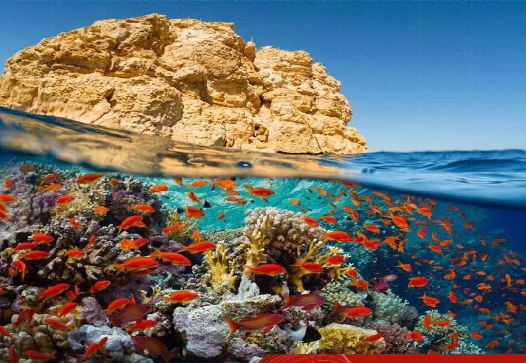 لأول مرة.. مصر تسجل محمية الحيد المرجانى العظيم بالبحر الأحمر محمية طبيعية