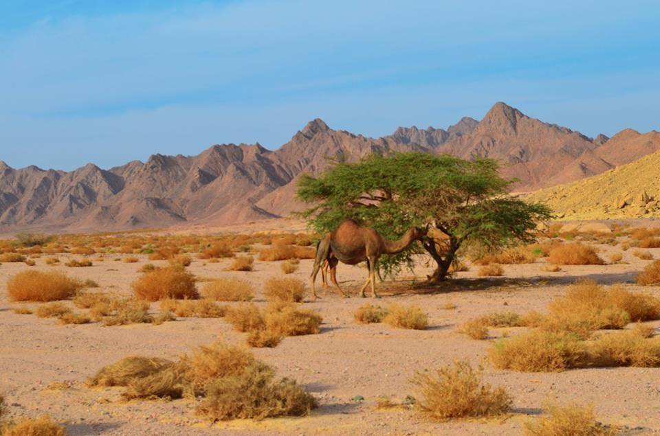 تعرف على أهم معلم سياحي في جنوب سيناء