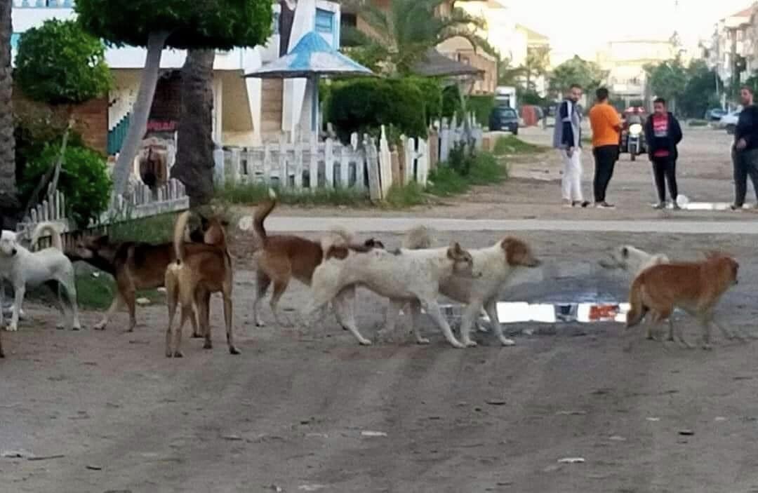 انتشار الكلاب الضالة يفزع أهالي رأس البر  والمسئولين نايمين في العسل 