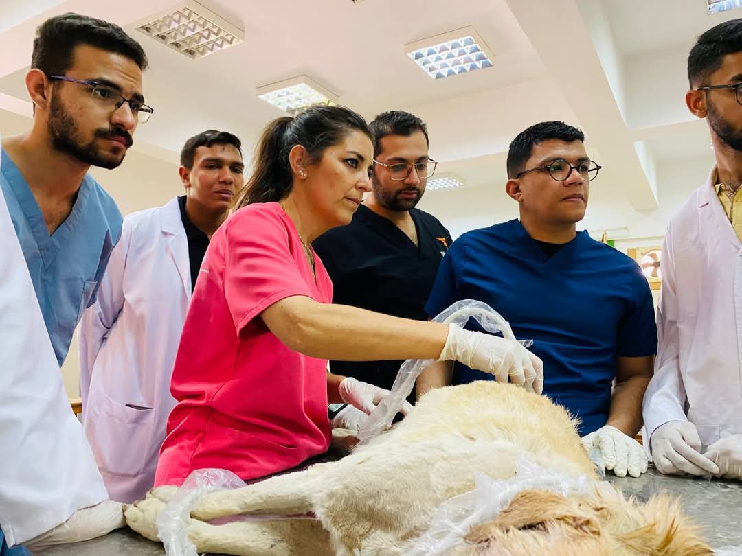 تعاون علمي بين جامعتي سوهاج وقرطبة بإسبانيا في مجال الطب البيطري ضمن برنامج “إيراسموس بلس”* 
