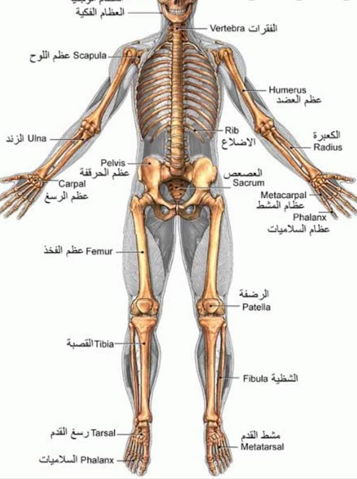  تعرف على أنواع العظام والأمراض التى تسببها