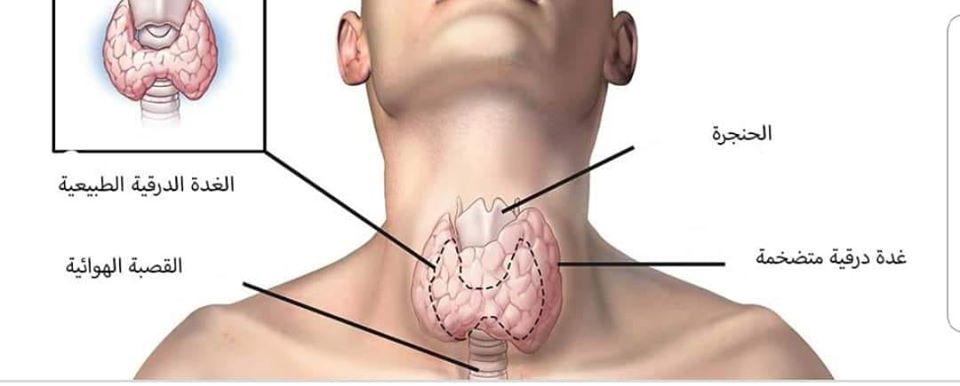 أهمية الغدة الدرقية في جسم الإنسان
