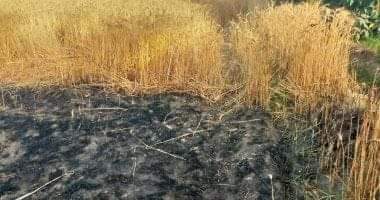 السيطرة على حريق بمزرعة قمح في القنطرة غرب بالإسماعيلية دون خسائر بشرية