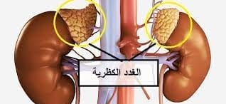 تسبب السكري والصلع ..  تعرف على أعراض ومشاكل الغدة الكظرية