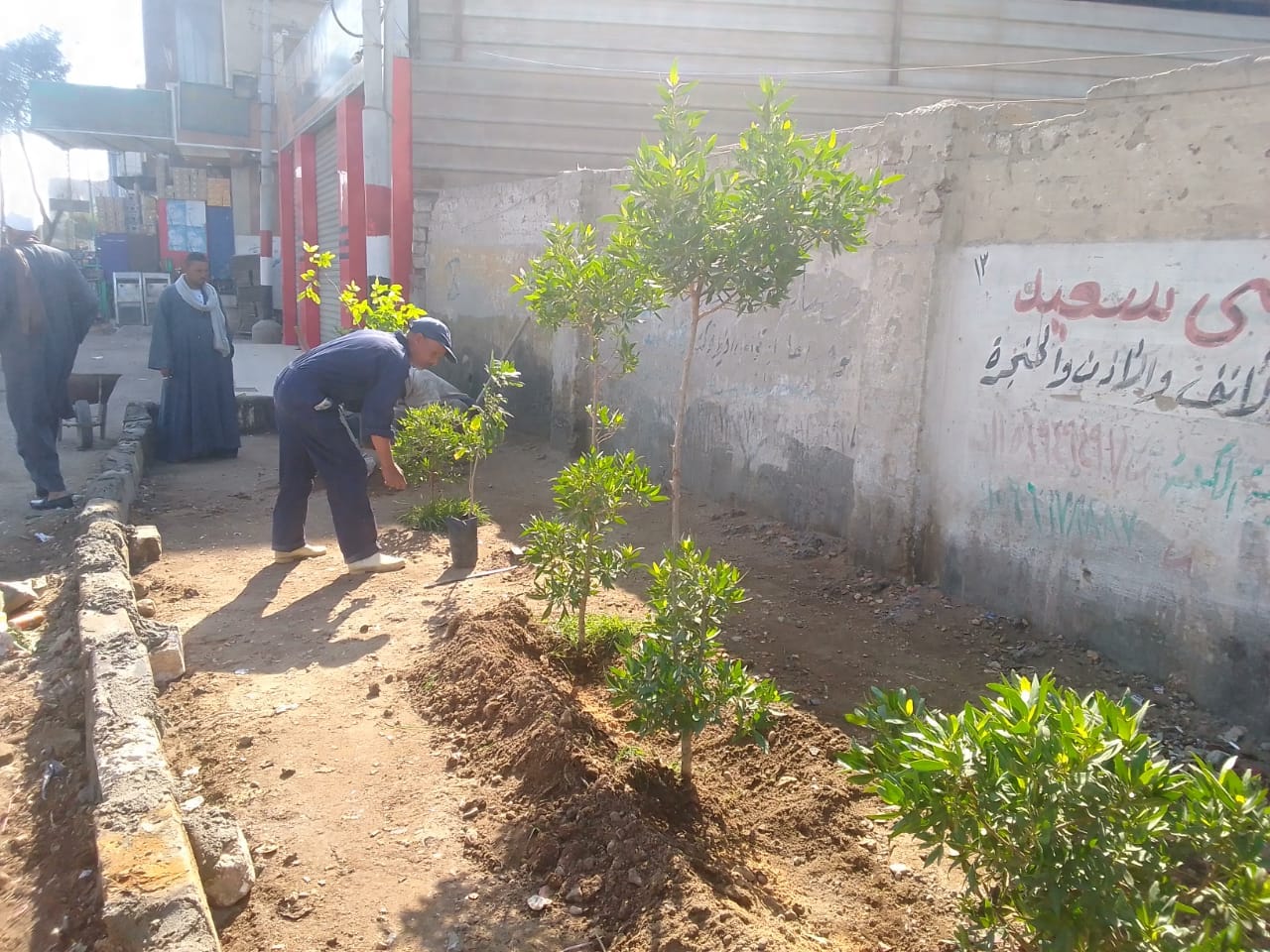 محافظ أسيوط: إستكمال أعمال التشجير وزراعة الشتلات المثمرة بالشوارع والميادين بمركز البداري 