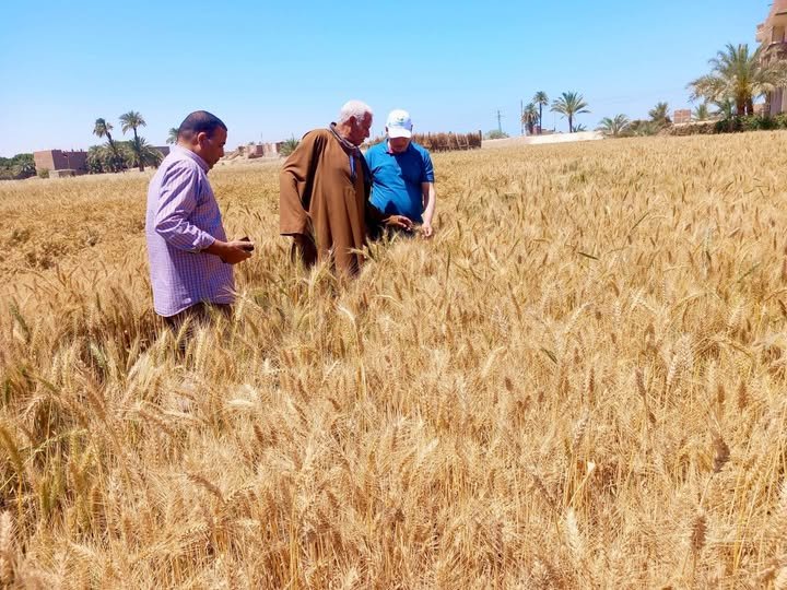 جولة ميدانية لقيادات الزراعة بصدفا تشمل المزرعة الإرشادية وحقول القمح